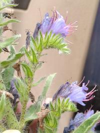 Echium vulgare image